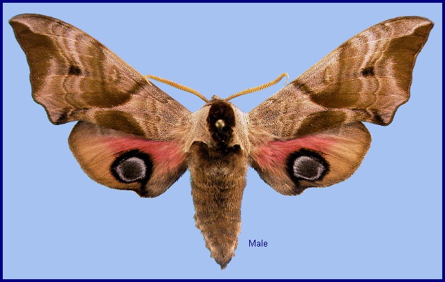 Male Smerinthus ocellata ocellata. Photo: © NHMUK