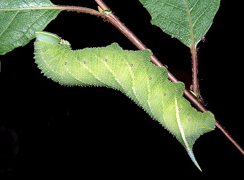Full-grown larva of Smerinthus ocellata ocellata, England. Photo: © Tony Pittaway
