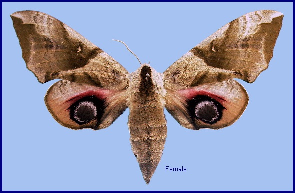 Female Smerinthus planus planus. Photo: © NHMUK