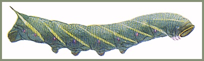 Full-grown blue-green form larva of Smerinthus planus planus. Image: Mell, 1922b