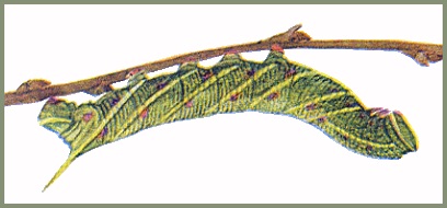 Full-grown yellow-green form larva of Smerinthus planus planus. Image: Mell, 1922b