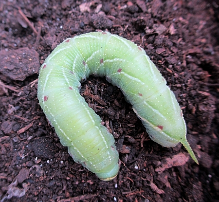 Pre-pupation blue-green form larva of Smerinthus planus planus, Yazu, Tottori Prefecture, Honshu, Japan. Photo: © Pascal Rgnier.