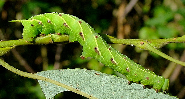 Full-grown spotted green form larva of Smerinthus planus planus, Tottori, Honshu, Japan. Photo: © Sune Hauch.