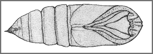Male pupa of Smerinthus planus planus. Image: Mell, 1922b