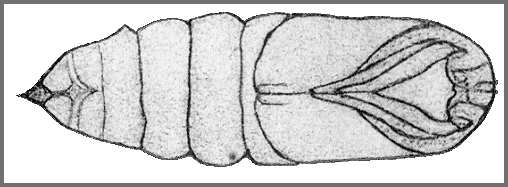 Female pupa of Smerinthus planus planus. Image: Mell, 1922b