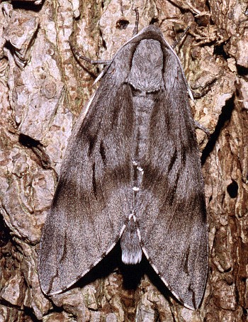 Female Hyloicus caligineus sinicus, Beijing, China. Photo: © Tony Pittaway.