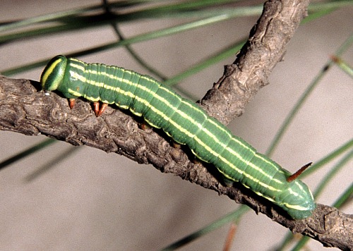 Fourth instar larva of Hyloicus caligineus sinicus, Xiangshan, Beijing, China. Photo: © Tony Pittaway