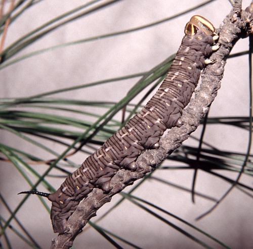 Full-grown larva of Hyloicus caligineus sinicus, Xiangshan, Beijing, China. Photo: © Tony Pittaway