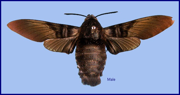 Male Sataspes tagalica tagalica f. hauxwelli. Photo: © NHMUK