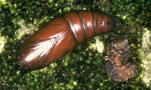 Pupa of Sataspes tagalica, Hong Kong, China. Photo: © Kent H. K. Li.