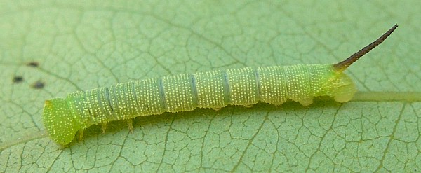 Second instar larva of Sataspes xylocoparis, Baochu Pagoda, West Lake, Hangzhou, Zhejiang, China. Photo: © Tony Pittaway.