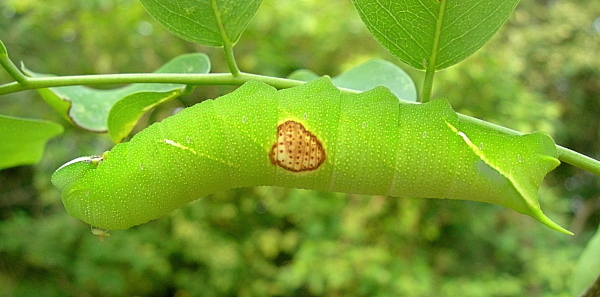 Full-grown final instar larva of Sataspes xylocoparis, Baochu Pagoda, West Lake, Hangzhou, Zhejiang, China, 22.v.2012. Photo: © Tony Pittaway.