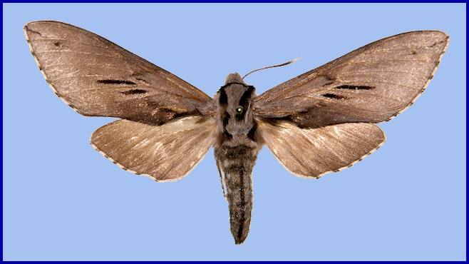 Female Hyloicus brunnescens, 20km N Baoshan village, Wumeng Shan, Yunnan, China, 2200m, vii. 2004 [PARATYPE]. Photo: © Ronald Brechlin.