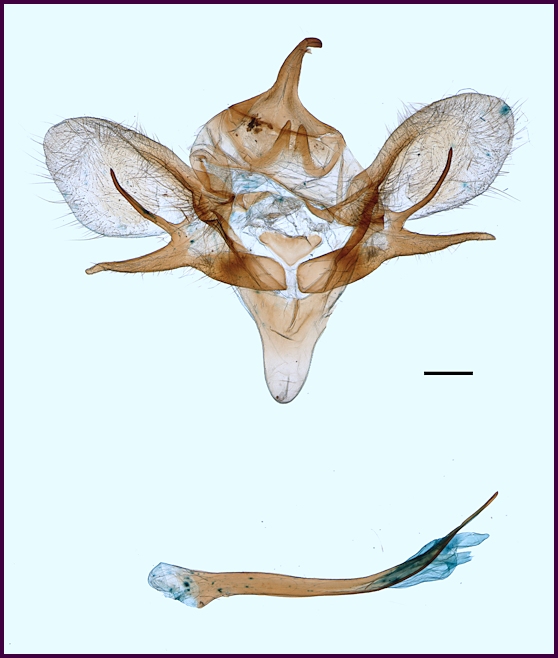 Male genitalia of Hyloicus brunnescens, 20km N Baoshan village, Wumeng Shan, Yunnan, China, 2200m, vii. 2004. Photo: © Ronald Brechlin.