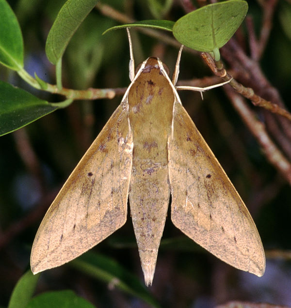 Adult Theretra boisduvalii, Taiwan. Photo: © Felix Lin.