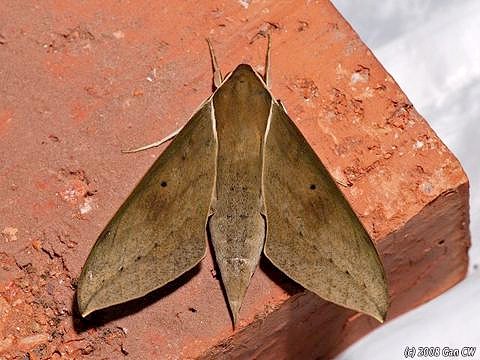 Adult Theretra boisduvalii, Bukit Fraser, Malaysia. Photo: © CheongWeei Gan.