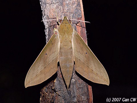 Adult Theretra boisduvalii, Bukit Fraser, Malaysia. Photo: © CheongWeei Gan.