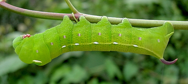 Full-grown green form larva of Theretra ?clotho clotho, Ganlanba, Yunnan, China, 26.viii.2005. Photo: © Tony Pittaway.