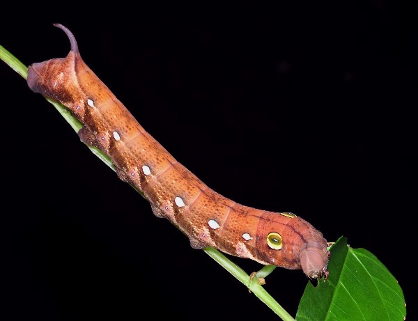 Full-grown dark form larvae of Theretra clotho clotho on Cissus hastata, Singapore. Photo: © Leong Tzi Ming.