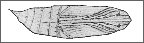 Pupa of Theretra japonica. Image: Mell, 1922b