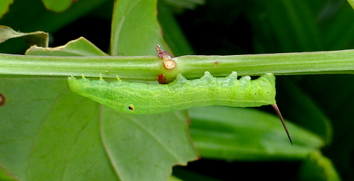 Third instar larva of Theretra lucasii, Cyberjaya, Kuala Lumpur area, Selangor, Malaysia, iv.2017. Photo: © Tony Pittaway.