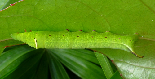 Fourth instar larva of Theretra lucasii, Cyberjaya, Kuala Lumpur area, Selangor, Malaysia, iv.2017. Photo: © Tony Pittaway.