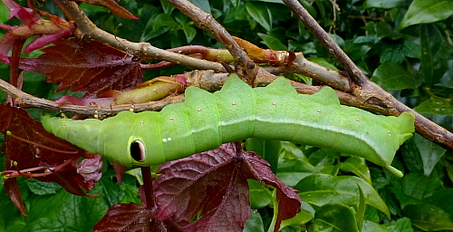 Full-grown green form larva of Theretra lucasii, Cyberjaya, Kuala Lumpur area, Selangor, Malaysia, iv.2017. Photo: © Tony Pittaway.