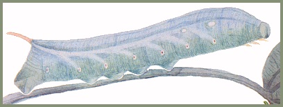 Full-grown blue-green form larva of Theretra nessus. Image: Mell, 1922b