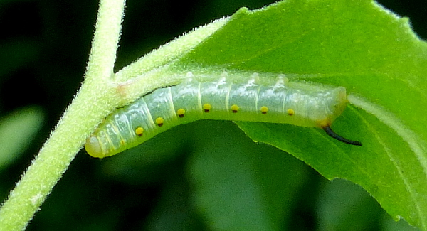 Late first instar larva of Theretra oldenlandiae oldenlandiae, Japan. Photo: © Tony Pittaway.