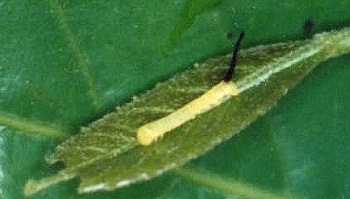 First instar larva of Theretra pallicosta on Aporosa octandra, Hong Kong, China. Photo: © Kent H. K. Li.