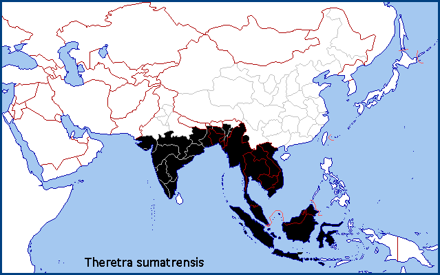 Global distribution of Theretra sumatrensis. Map: © Tony Pittaway.