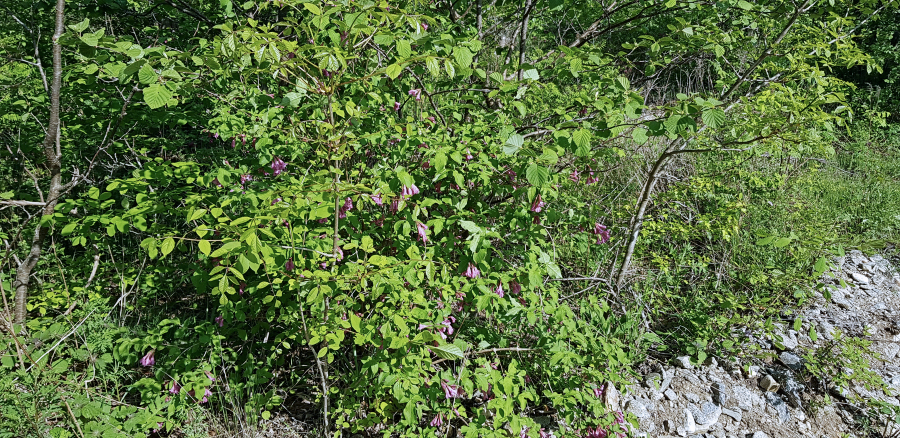 Weigela praecox, the host of Hemaris ottonis, Andreevka, Khasan District, Primorskiy Krai, Russian Far East, 2.vi.2018. Photo: © Serge Yevdoshenko.