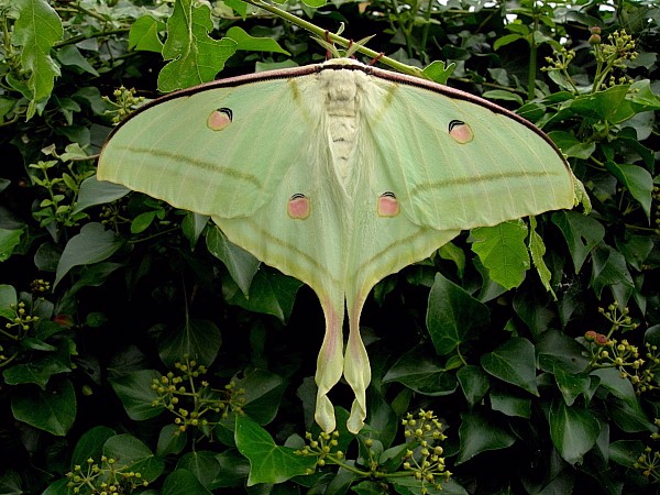 Female Actias selene selene, India. Photo: © Tony Pittaway.