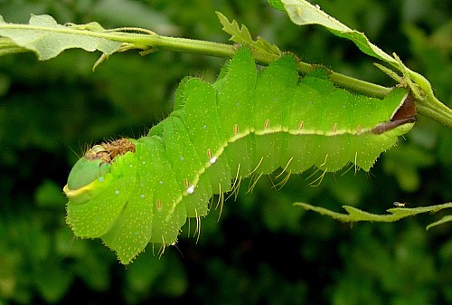 Full grown larva of Antheraea yamamai on Quercus cerris, Czechia. Photo: © Tony Pittaway.