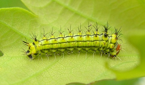 First instar larva of Antheraea yamamai, Czechia. Photo: © Tony Pittaway.