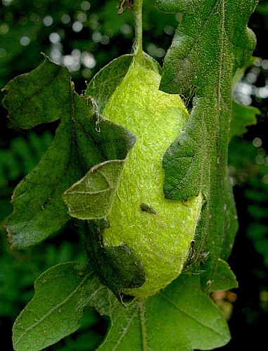 Cocoon of Antheraea yamamai, Czech Republic. Photo: Tony Pittaway.