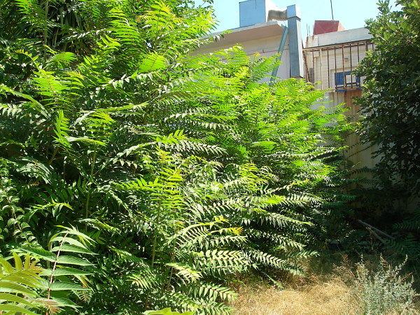 Saplings of Ailanthus altissima, the main host of Samia cynthia, Rethymno, Crete. Photo: © Tony Pittaway.