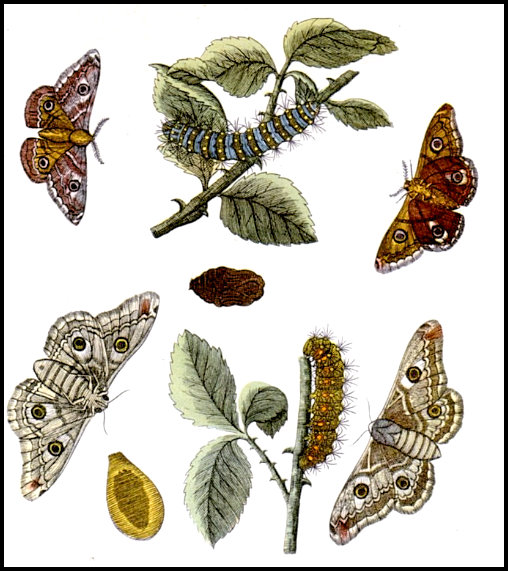 A plate from Albin (1720), with male and female Saturnia pavonia and larva.