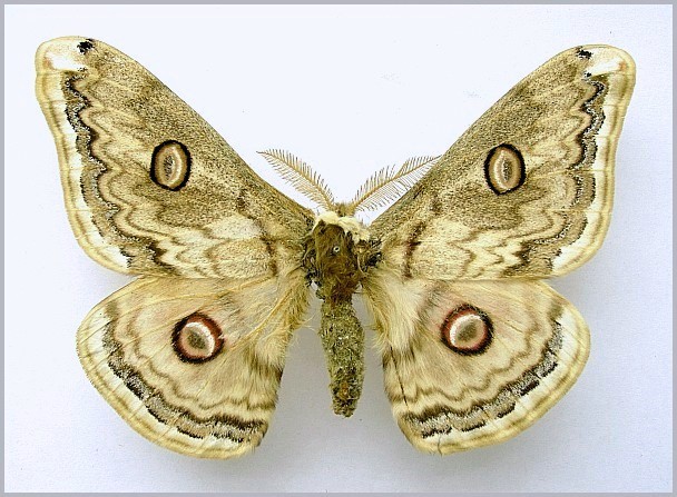 Male Rinaca lindia (pale form, faded), Leh (5000m), Ladakh, Kashmir, India. Photo: © Tony Pittaway, NHMUK