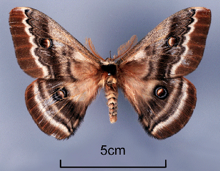 Paratype male of Neoris codyi, 'Bulachi', Kashmir, Pakistan [Bulochi, Astor/Astore valley, Astore District, Gilgit-Baltistan, Pakistan]. Photo: © Ric Peigler