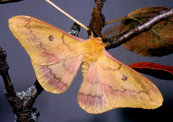 Male Perisomena caecigena, Krk Island, Croatia. Photo: © Tony Pittaway.