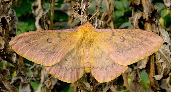 Female Perisomena caecigena (natural light), Krk Island, Croatia. Photo: © Tony Pittaway.