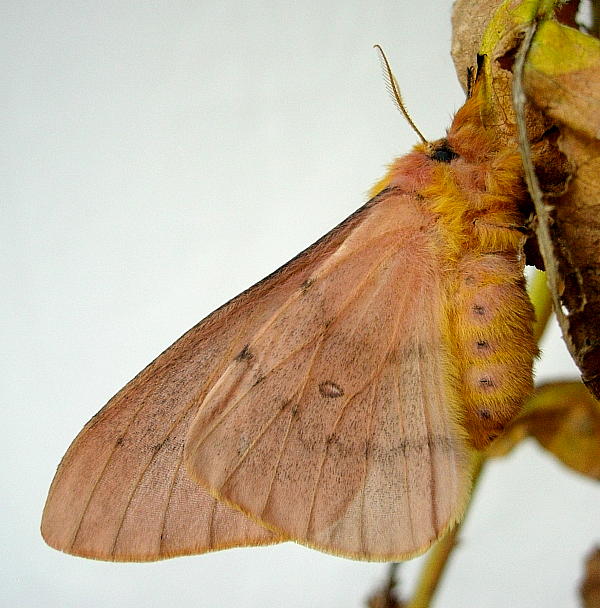 Female Perisomena caecigena (side view), Krk Island, Croatia. Photo: © Tony Pittaway.