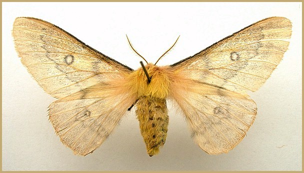 Male Perisomena caecigena (dwarf form = f. parviocellata), Amasya, northern Turkey. Photo: © Tony Pittaway, NHMUK.