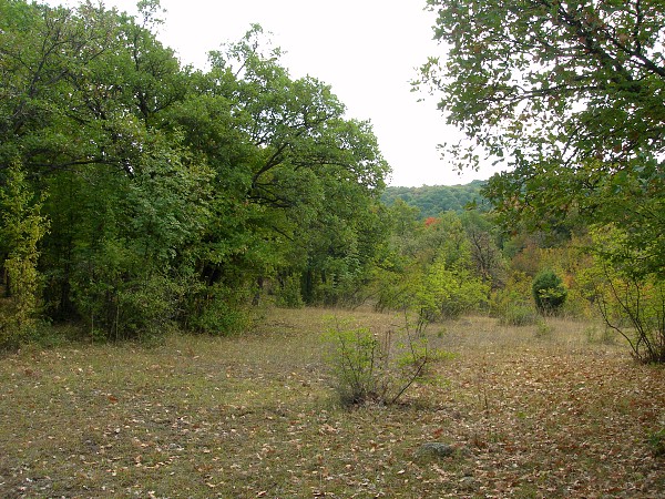 Typical habitat of Perisomena caecigena, near Madzharovo, Bulgaria. Photo: © Tony Pittaway.