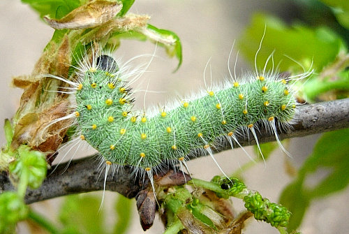 Third instar larva of Perisomena caecigena. Photo: © Tony Pittaway.