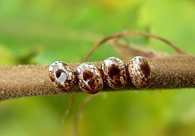 Eggs of Perisomena caecigena, Krk Island, Croatia. Photo: © Tony Pittaway.