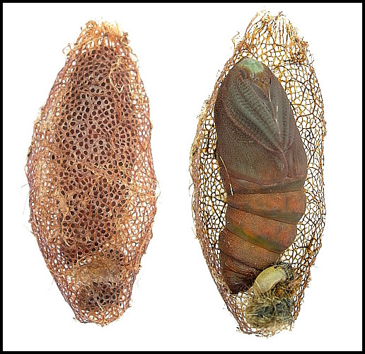 Pupa and cocoon of Perisomena caecigena, Krk Island, Croatia. Photo: © Tony Pittaway.