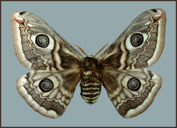 Female Saturnia cephalariae, Armenia. Photo: © Tony Pittaway, NHMUK.