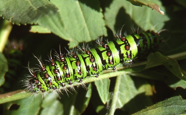 Final instar larva of Saturnia cephalariae, Kop Dagi (2200m), Bayburt Province, Turkey, 20.vii.2006. Photo: © Emmanuel Ruiz.